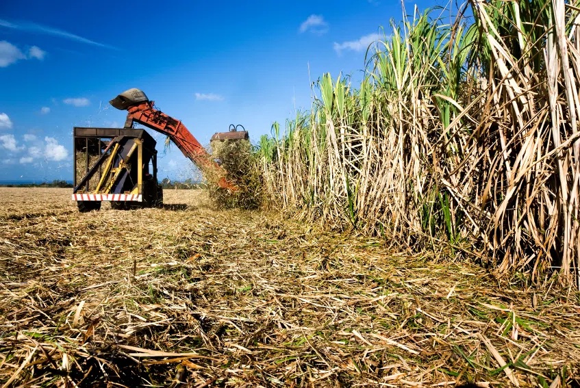 sugar cane project