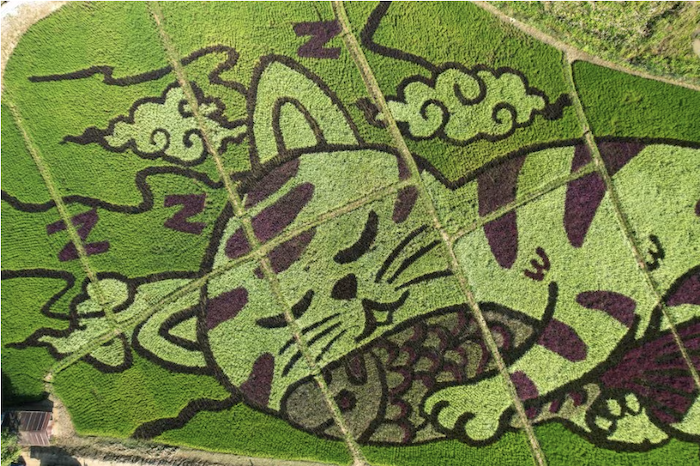 Drone Plant Art of Cat