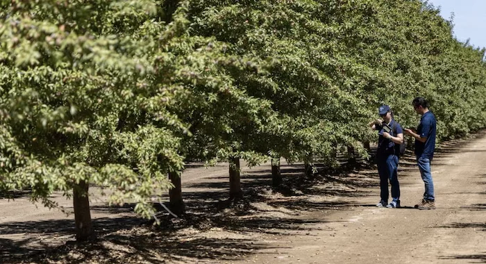Leaf Monitor tool in a Bullseye Farms.png