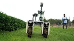 soybean-disease-detector-2.jpg